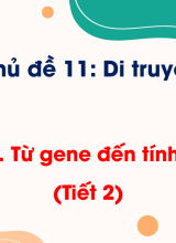 Bài 34. Từ gene đến tính trạng (Tiết 2)